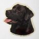 H Dekal liten labrador retr, svart huv 4-p
