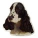 H Dekal cocker spaniel sv/vit huv 2-p