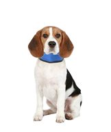 H Halsband kyleffekt bandana S 15-30cm