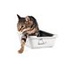 Simon cat liten toa
