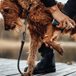 Emollivet Paw+ 50ml