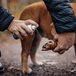 Emollivet Paw+ 50ml
