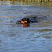 Dog Comets Bobber vattenapport orange