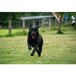 Dog Comets Blazar Jet orange 5x8cm