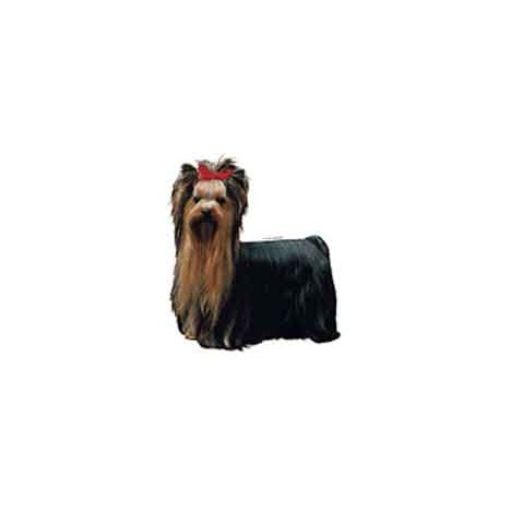 H Dekal yorkshireterrier hel 2-p