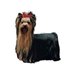 H Dekal yorkshireterrier hel 2-p