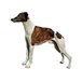 H Dekal whippet hel 2-p
