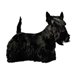 H Dekal scott terrier hel 2-p