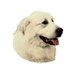 H Dekal pyreneerhund huv 2-p