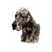 H Dekal engelsk setter huv 2-p