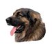 H Dekal liten leonberger huv 4-p
