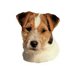 H Dekal liten jack russel huv 4-p