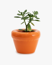 HOME STUDYO Pierre Planter Carrot Gloss