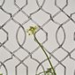 Designers Guild Tapet Rabeschi Black And White