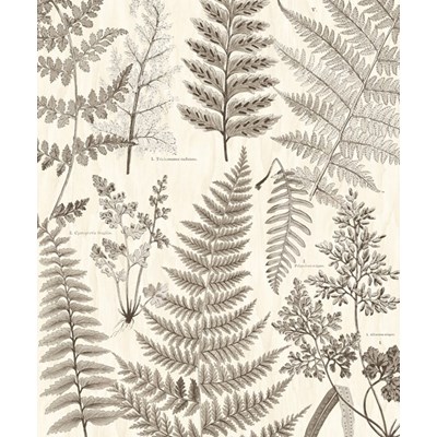 Intrade Tapet/Väggbild Herbarium Black