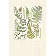 Intrade Tapet/Väggbild Athyrium