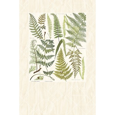 Intrade Tapet/Väggbild Athyrium