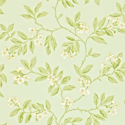 Sanderson Tapet Blossom Bough Duck Egg/Sage
