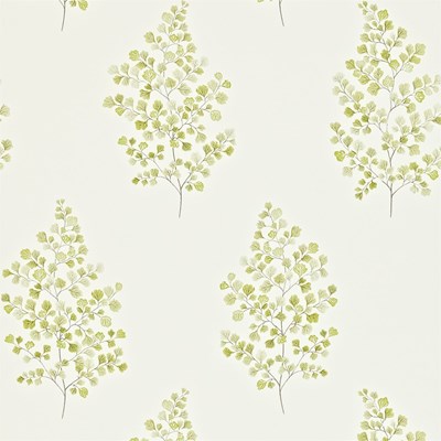 Sanderson Tapet Angel Ferns Olive