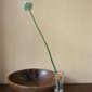 William Morris & Co Tapet Standen Fennel