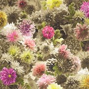 Designers Guild Tyg Mariedal Peony
