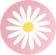 Grytunderlägg Prästkrage Rosa