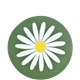 Coaster Daisy Green