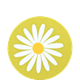 Coaster Daisy Lime