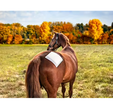 Snögg Polster 22X200cm