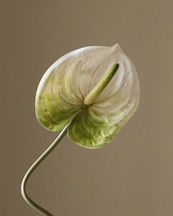 Botané Anthurium Flower Light Green