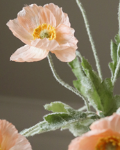 Botané Poppy Flower Coral