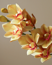 Botané Cymbidium Orchid Flower Green