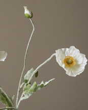 Botané Poppy Flower White