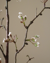 Botané Cherry Blossom Branch White
