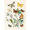 Poster Butterflies vintage, 50x70 cm
