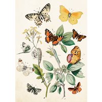 Kort Fjärilar Vintage
