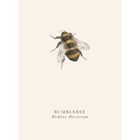 Kort Bumblebee