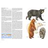 A Field Guide to Carnivores of the World