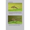 Stickmyggor i Nordeuropa - en fälthandbok
