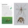 Stickmyggor i Nordeuropa - en fälthandbok