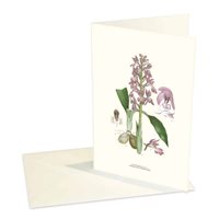Card Early purple orchid