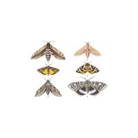 Postcard moths
