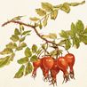 Napkin rosehip