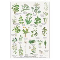 Poster Ätliga Växter A4