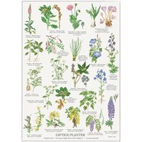 Poster Giftiga Växter A4