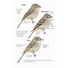 Field Guide to North American Flycatchers