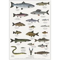 Poster freshwater fish