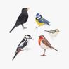Nature Vinyl Stickers, Garden Birds