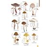 Mushrooms and Toadstools of Britain & Europe volume 4