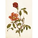 Card Rose